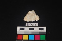 藏品(貝殼)的圖片