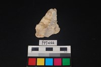 藏品(貝殼)的圖片