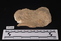 藏品(貝殼)的圖片