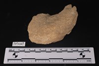 藏品(貝殼)的圖片