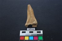 藏品(鹿骨)的圖片