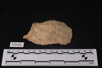 藏品(貝殼)的圖片