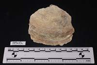 藏品(貝殼)的圖片