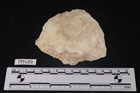 藏品(貝殼)的圖片