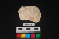 藏品(貝殼)的圖片