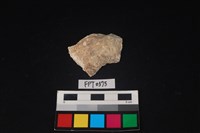 藏品(貝殼)的圖片