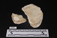 藏品(貝殼)的圖片