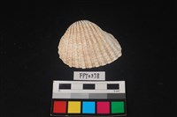 藏品(貝殼)的圖片