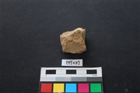 藏品(豬骨)的圖片