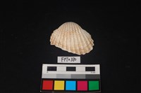 藏品(貝殼)的圖片