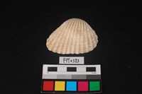 藏品(貝殼)的圖片