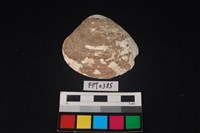 藏品(貝殼)的圖片