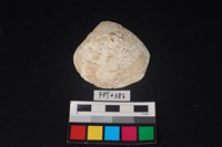 藏品(貝殼)的圖片