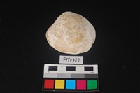 藏品(貝殼)的圖片