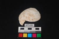 藏品(貝殼)的圖片