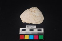 藏品(貝殼)的圖片