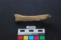 藏品(鹿骨)的圖片