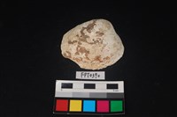 藏品(貝殼)的圖片