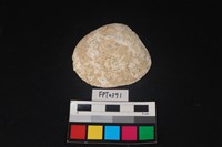 藏品(貝殼)的圖片