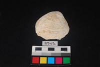 藏品(貝殼)的圖片