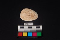 藏品(貝殼)的圖片