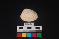 藏品(貝殼)的圖片