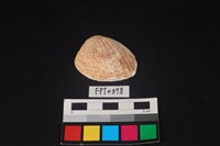 藏品(貝殼)的圖片