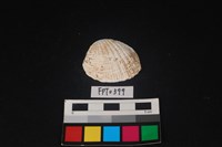 藏品(貝殼)的圖片