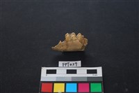 藏品(豬骨)的圖片