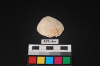 藏品(貝殼)的圖片