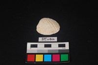 藏品(貝殼)的圖片