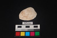 藏品(貝殼)的圖片