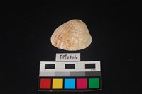 藏品(貝殼)的圖片