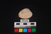 藏品(貝殼)的圖片