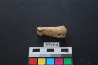 藏品(鹿骨)的圖片