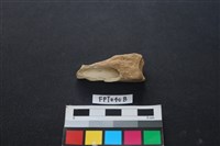 藏品(鹿骨)的圖片