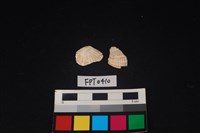 藏品(貝殼)的圖片