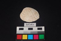 藏品(貝殼)的圖片