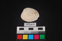 藏品(貝殼)的圖片