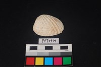 藏品(貝殼)的圖片