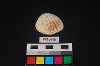 藏品(貝殼)的圖片