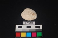 藏品(貝殼)的圖片