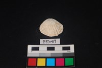 藏品(貝殼)的圖片