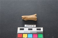 藏品(鹿骨)的圖片