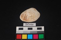 藏品(貝殼)的圖片