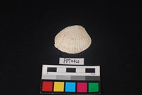 藏品(貝殼)的圖片