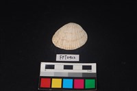 藏品(貝殼)的圖片