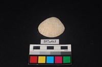 藏品(貝殼)的圖片