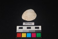 藏品(貝殼)的圖片