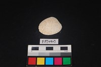 藏品(貝殼)的圖片